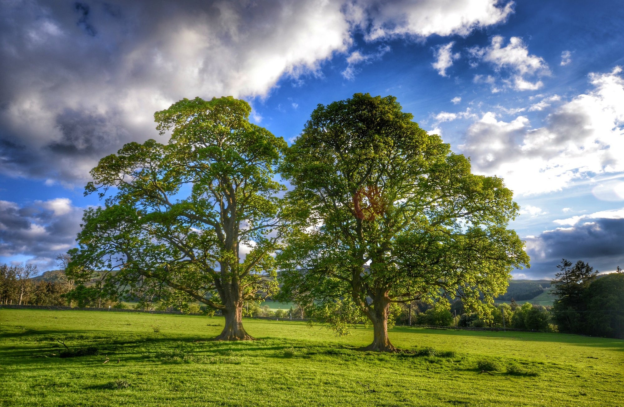 Shade Trees