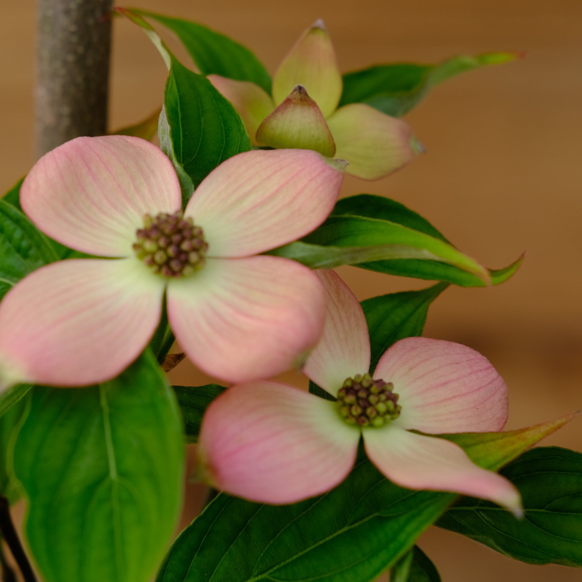 Kousa Dogwood Trees