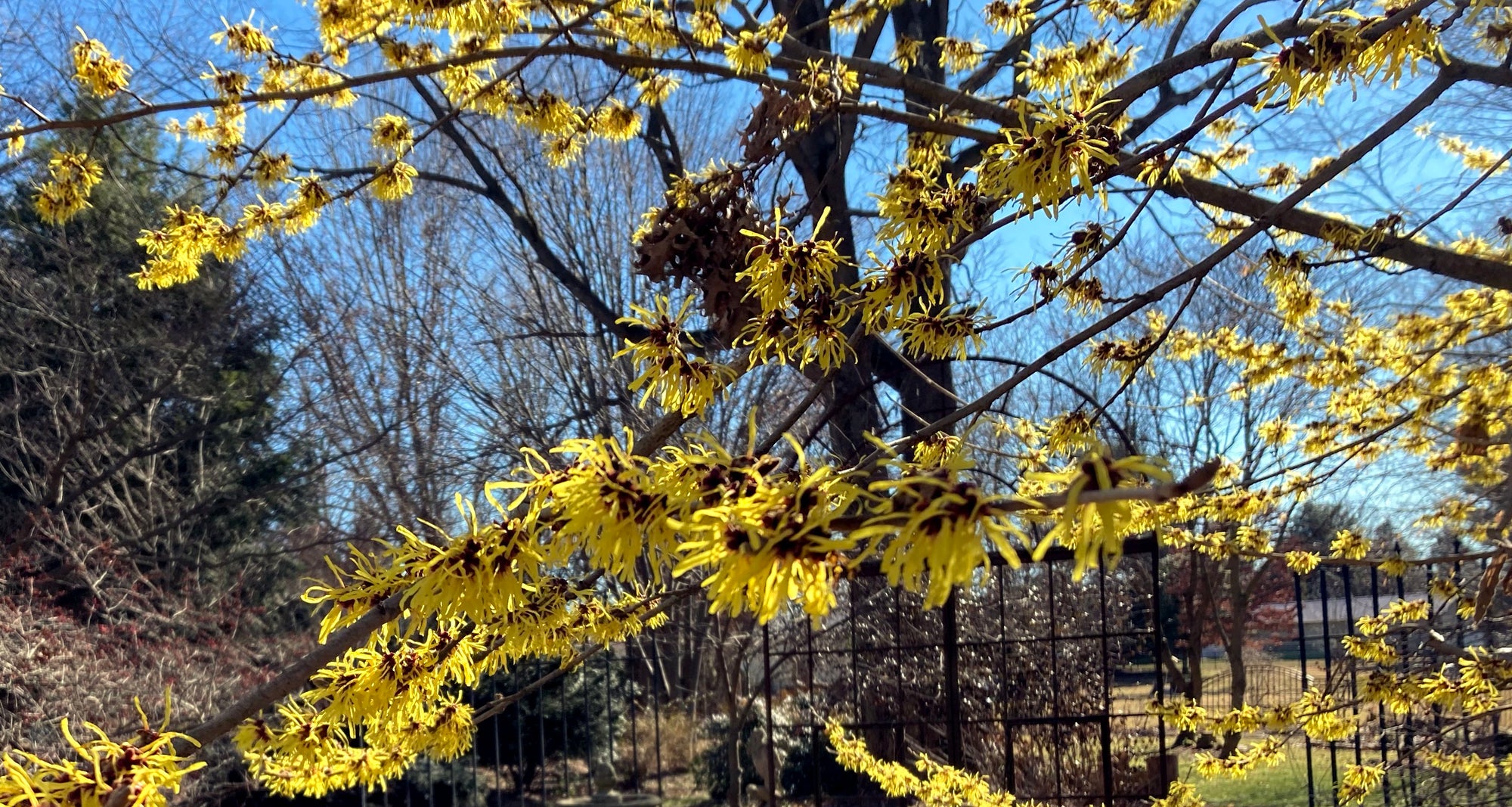 Witch Hazel Trees