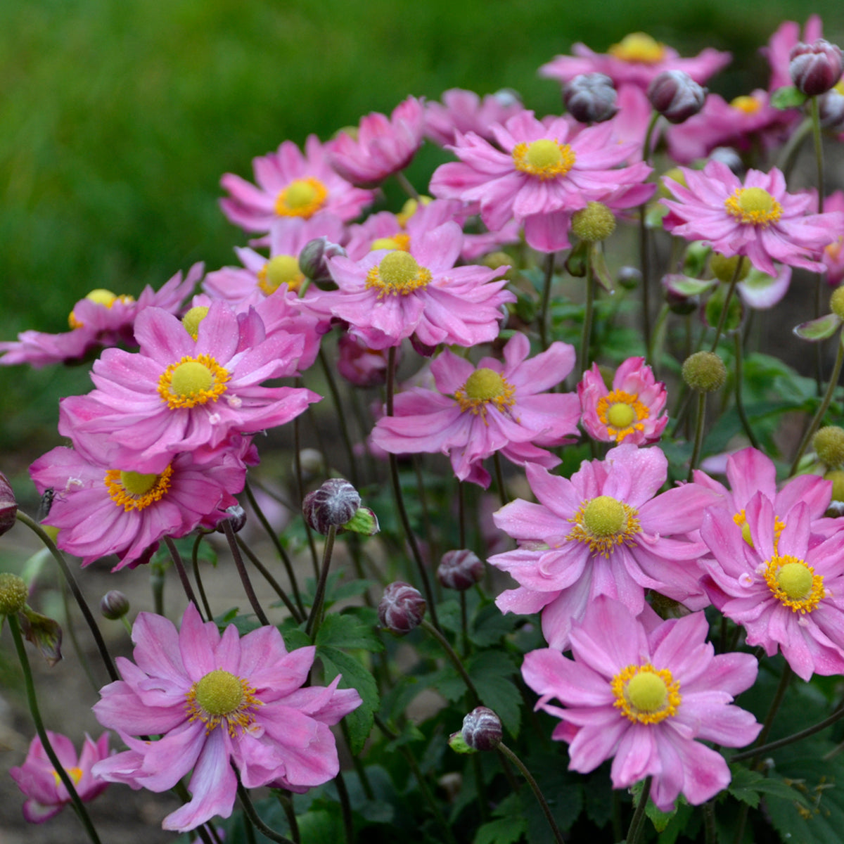 Anemone 'Curtain Call Pink' - Wind Flower – New Blooms Nursery