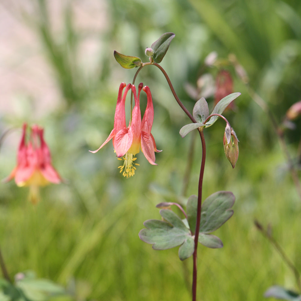 #1 Aquilegia canadensis/ Red Wild Columbine Native (TN)