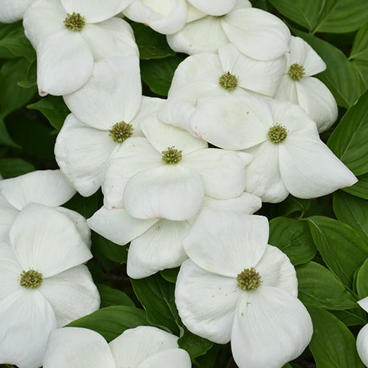 Aurora Dogwood® Rutban - Hybrid White Dogwood