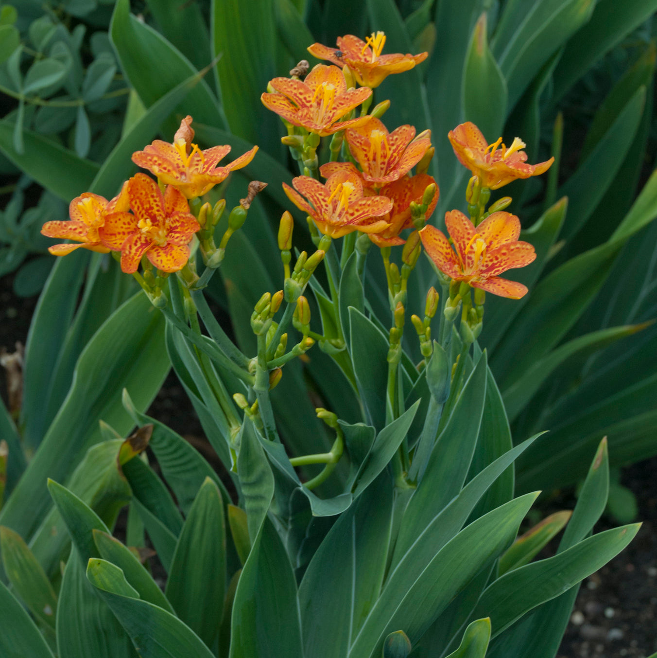 Belamcanda 'Freckle Face' - Blackberry Lily – New Blooms Nursery