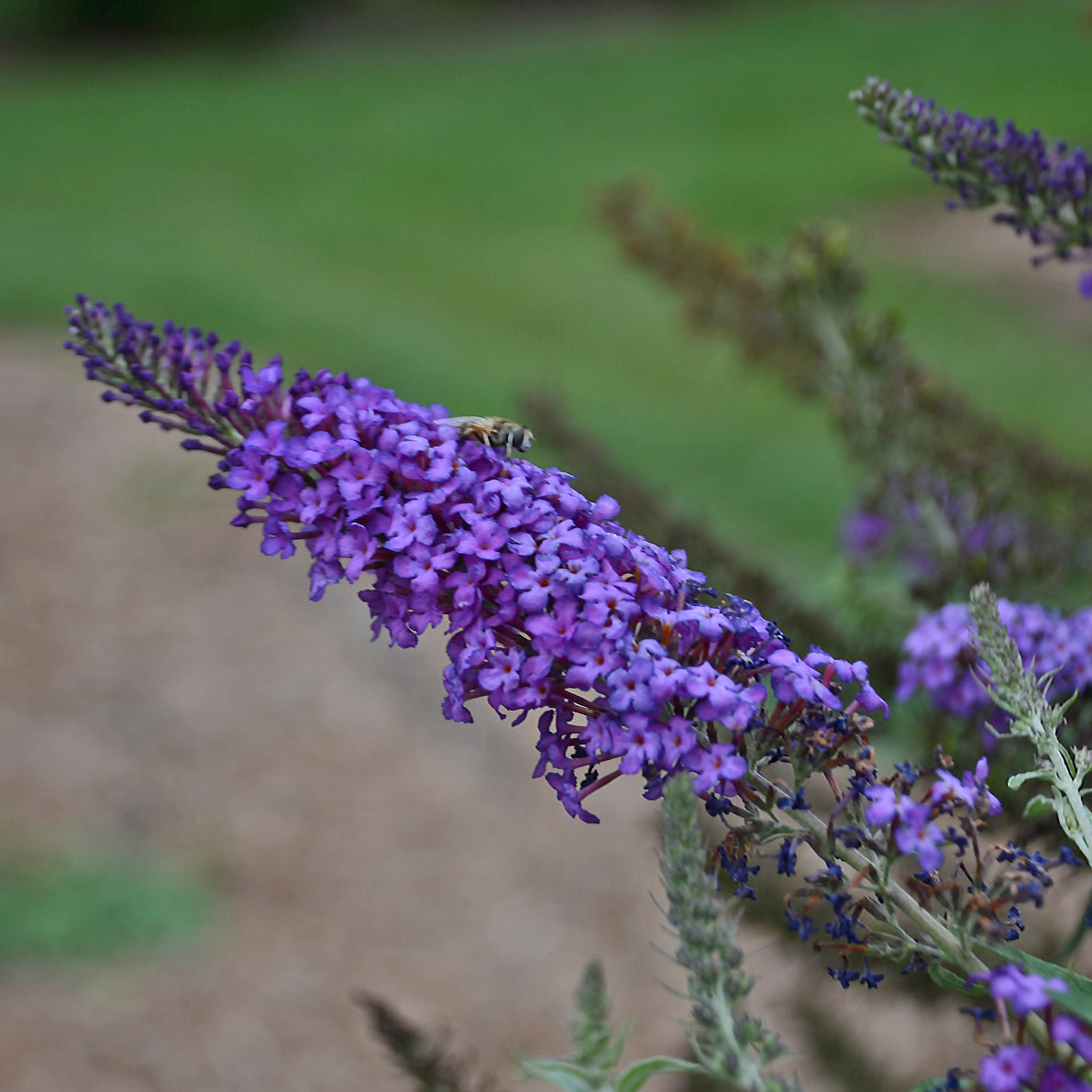 Proven Winners 1 gal. Miss Violet Butterfly Bush (Buddleia) Live Shrub, Purple Flowers, image size:1191x1191