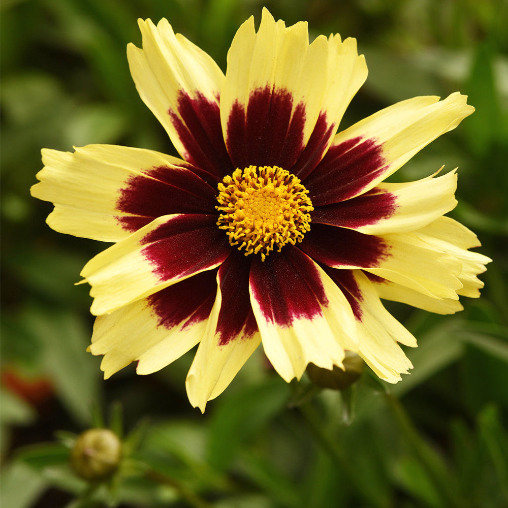 コーカサス Coreopsis 'Super Star' - Tickseed – New Blooms Nursery