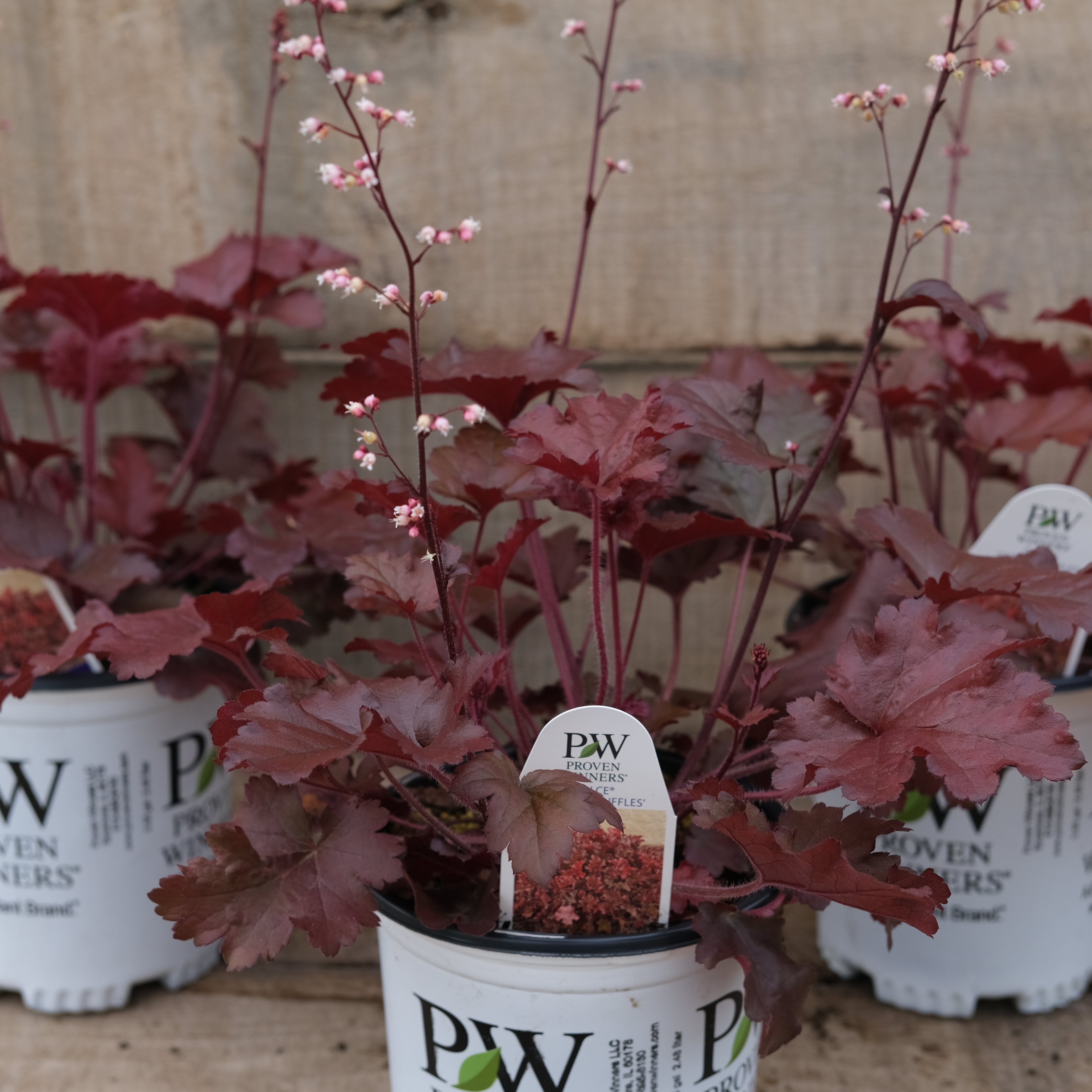heuchera plants in pots Cherry Truffles Coral Bells, 1-Gallon