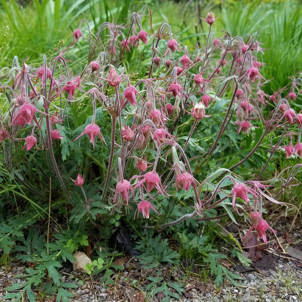 where to buy prairie smoke flower seeds Geum triflorum