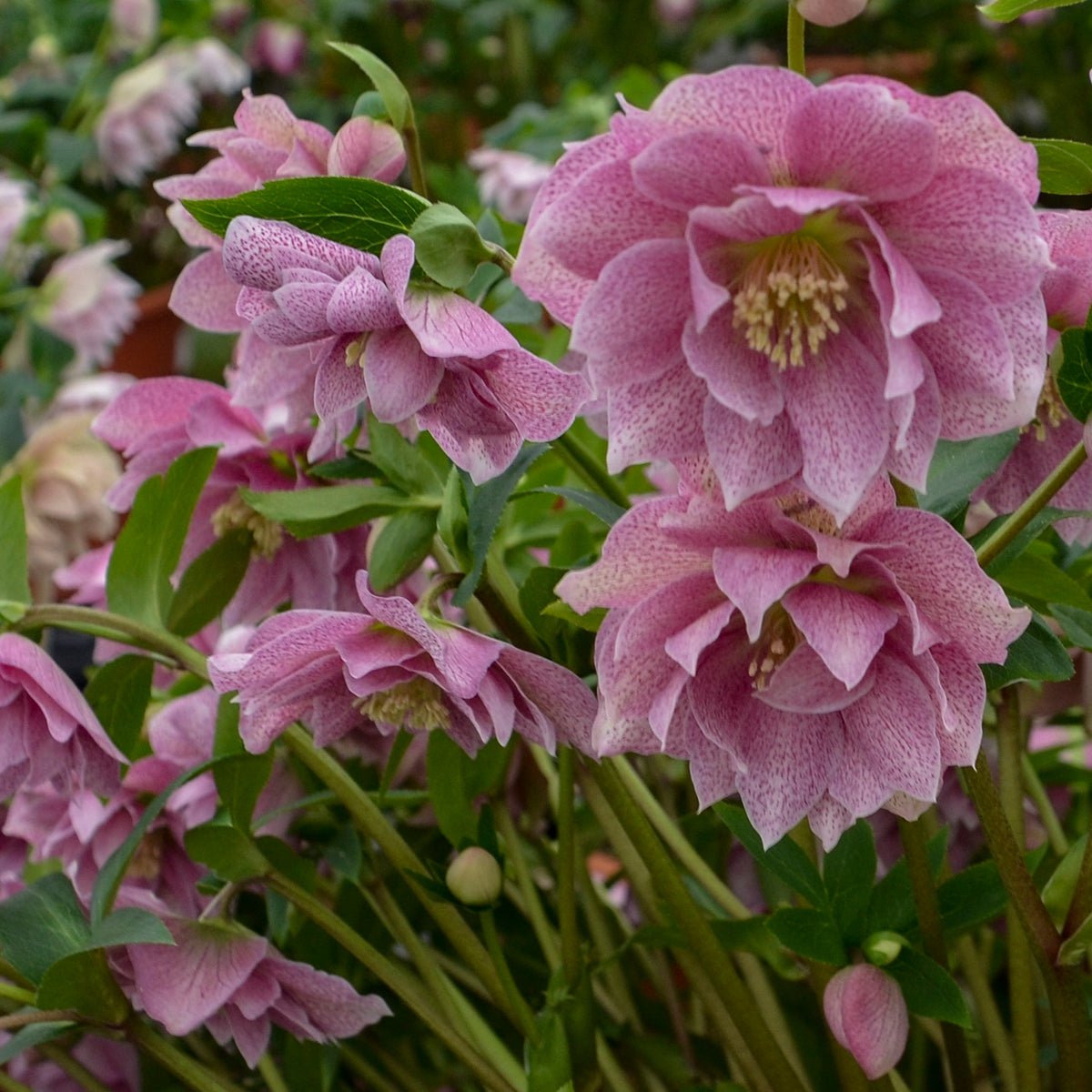 Helleborus Wedding Crasher - Leten Rose – New Blooms Nursery