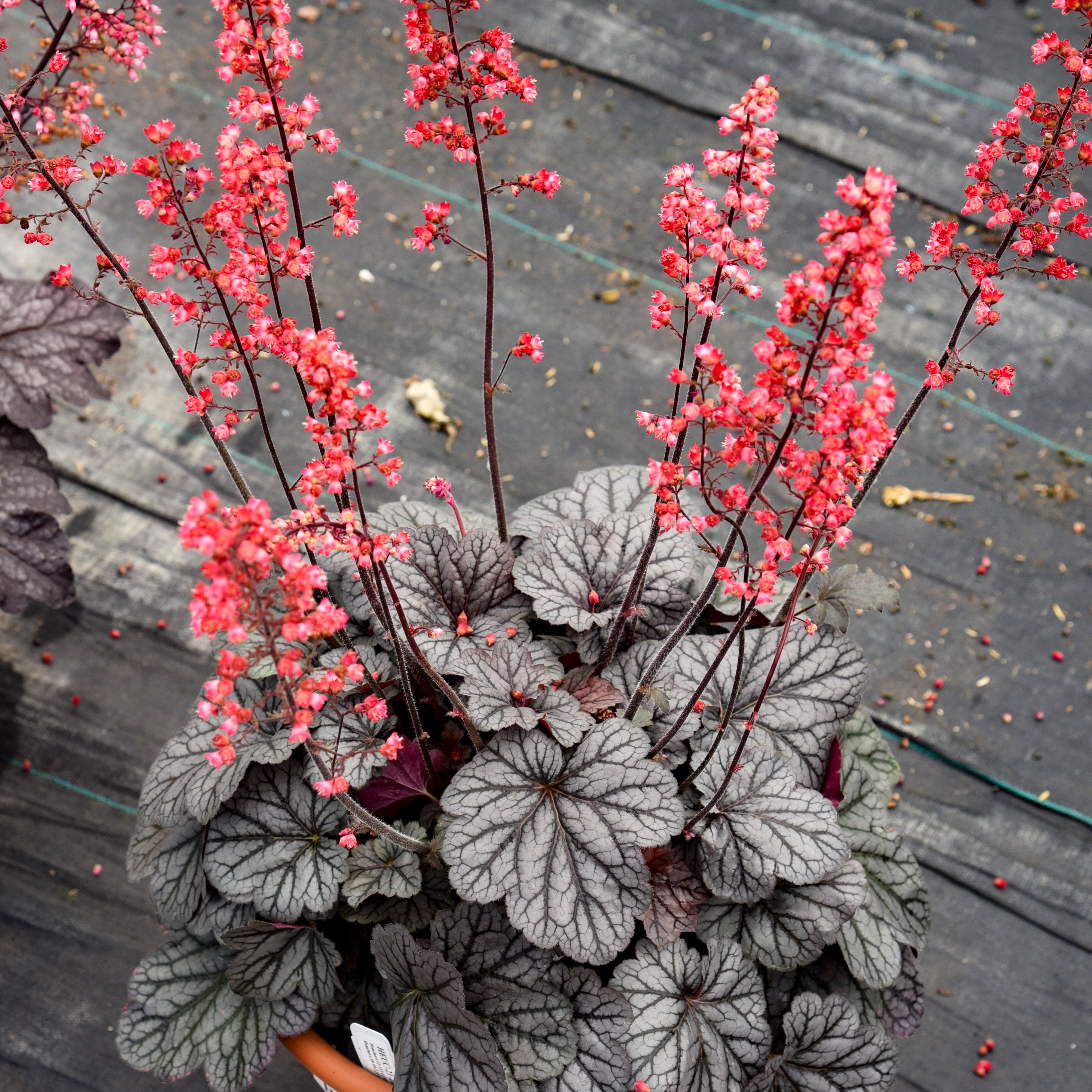 Heuchera 'Glazed and Infused' DOLCE® series - Coral Bells – New