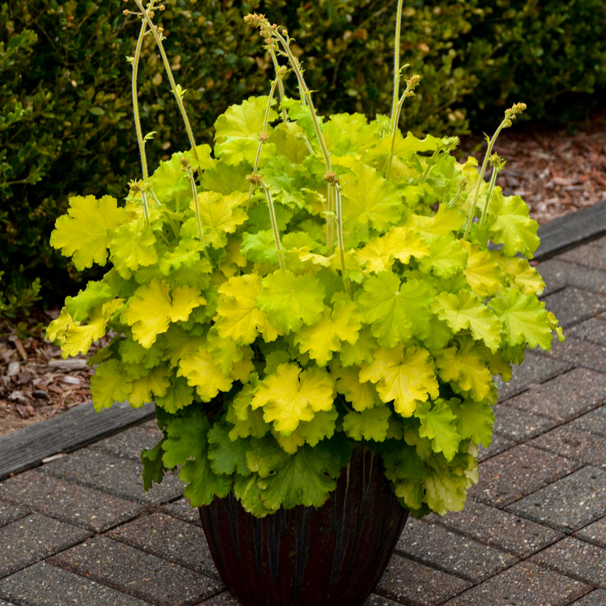 plant heuchera in a pot Heuchera Lemon Love