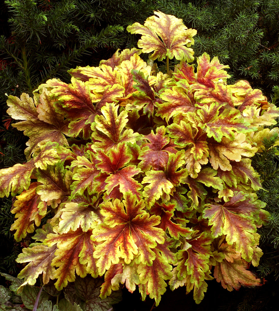 Heucherella Gold Zebra - Foamy Bells