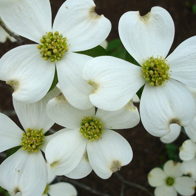 Kay's Appalachian Mist Dogwood – New Blooms Nursery