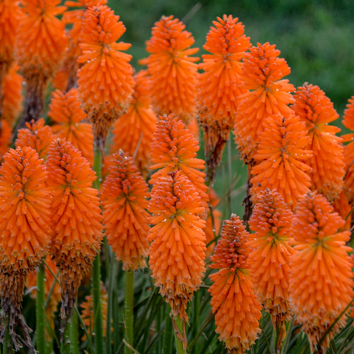 Kniphofia 'Orange Blaze' - Red Hot Poker – New Blooms Nursery