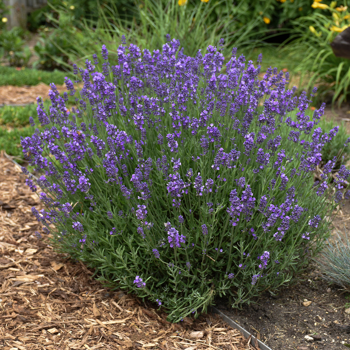 hidcote lavender plant spacing English Lavender 'Hidcote'
