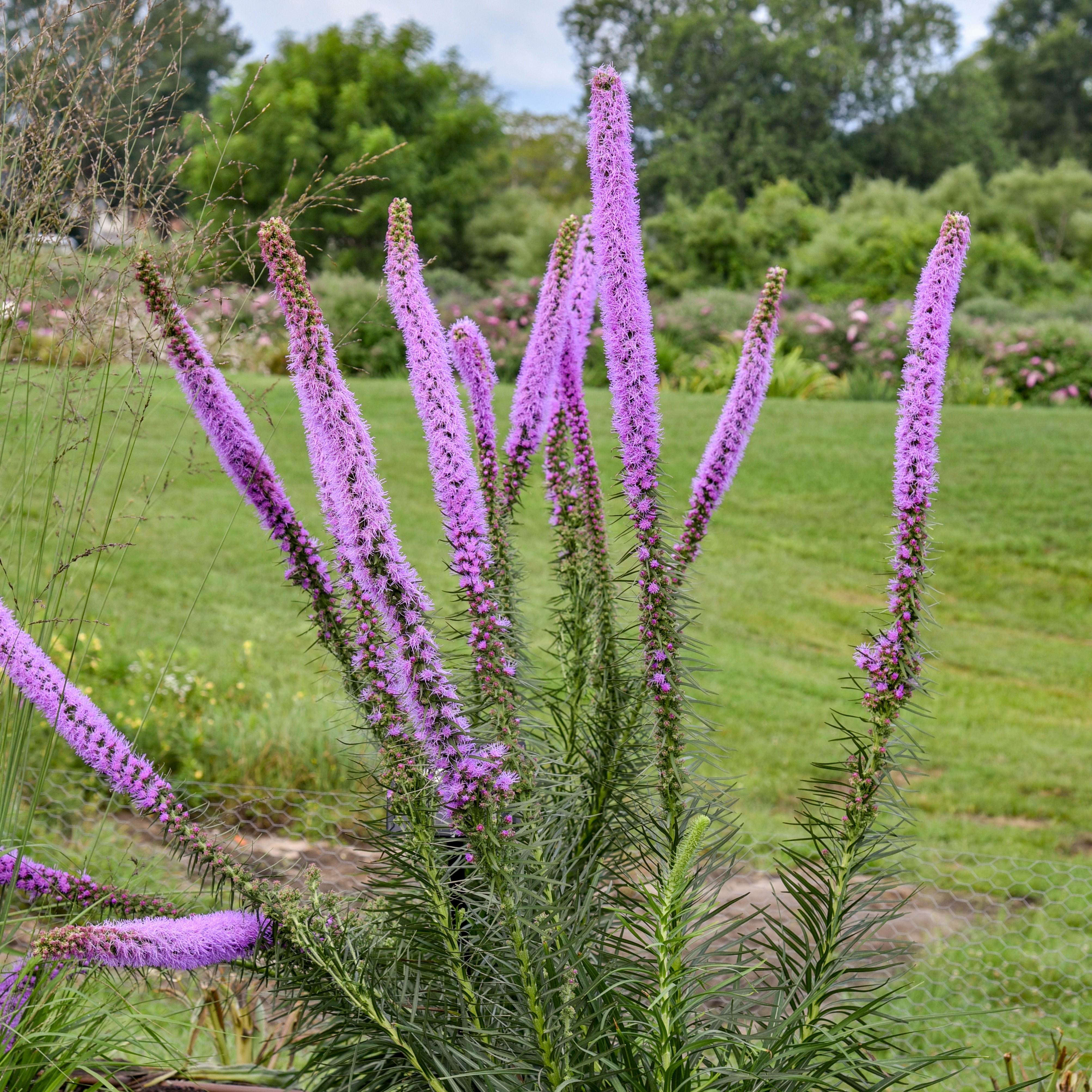 Liatris 'Lavender Glowsticks' – New Blooms Nursery
