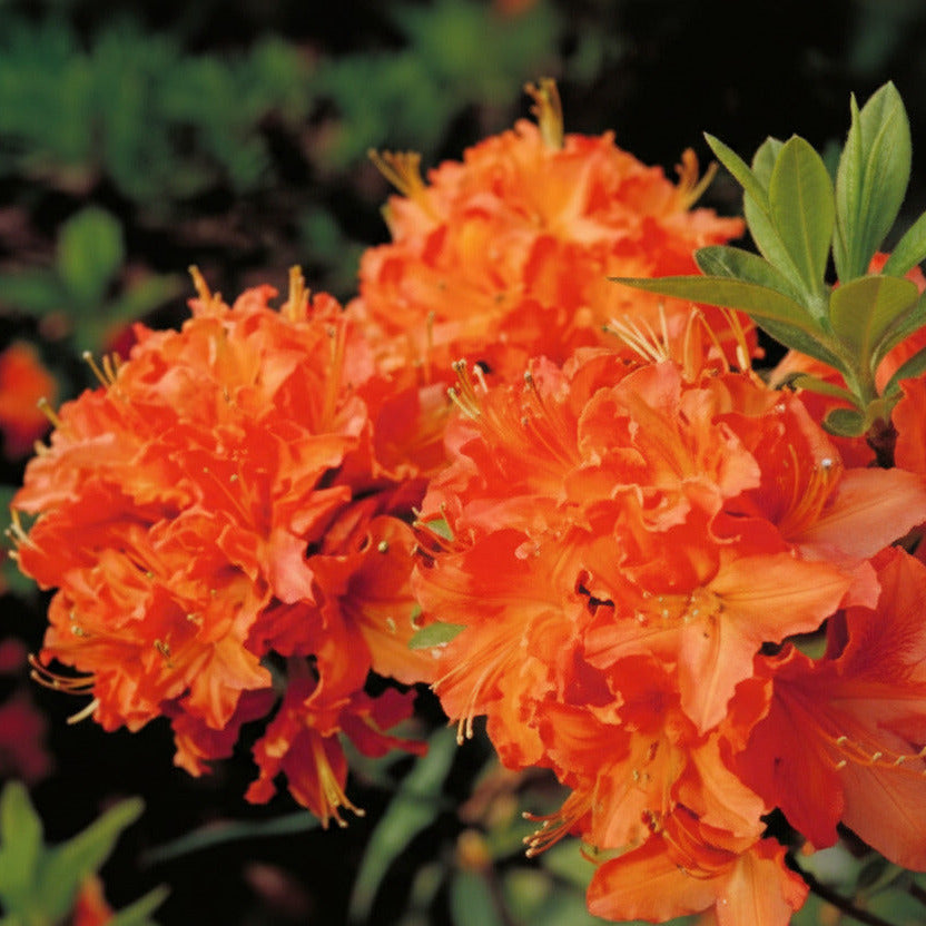 Exbury Mandarin Lights Azalea – New Blooms Nursery