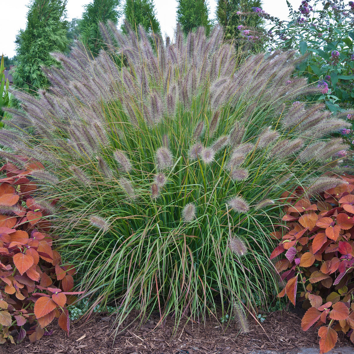 Desert Plains' Fountain Grass