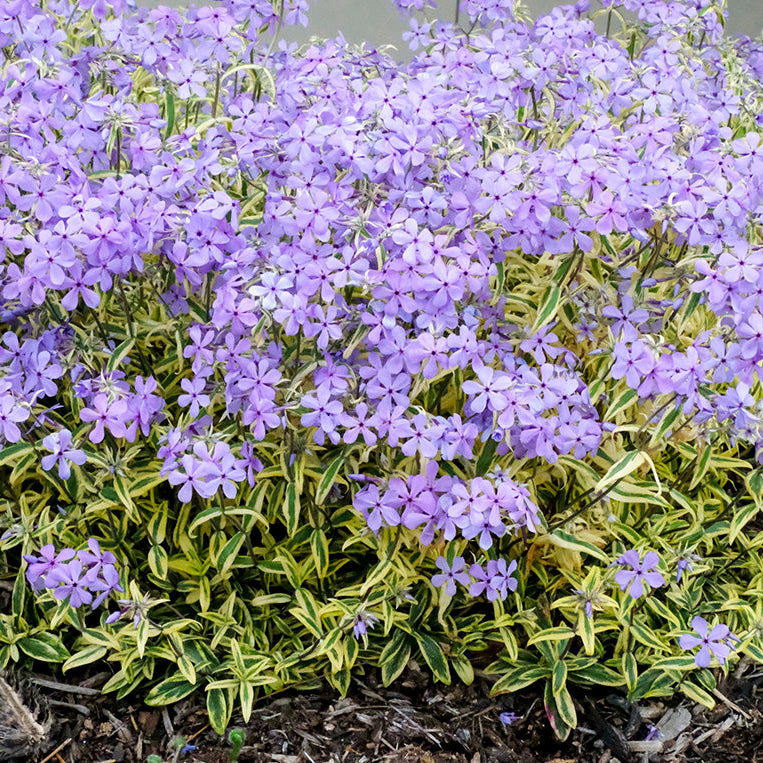 ◾️ヘレンド◾️フラワーブルーリボン/エレガントウォールクロック/定価12万円 Phlox divaricata - 'Blue Ribbons' - Woodland Phlox – New Blooms