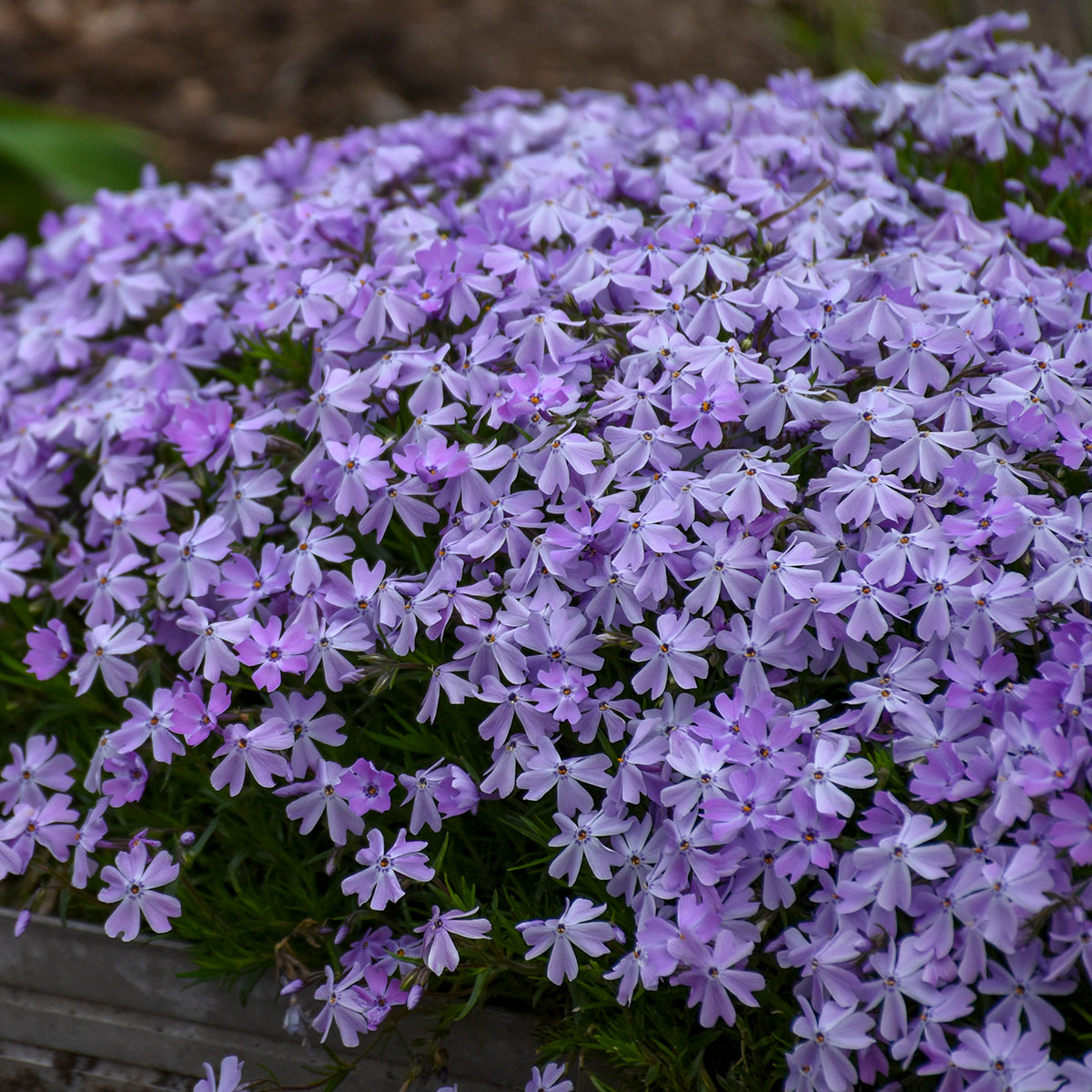 Phlox subulata clearance