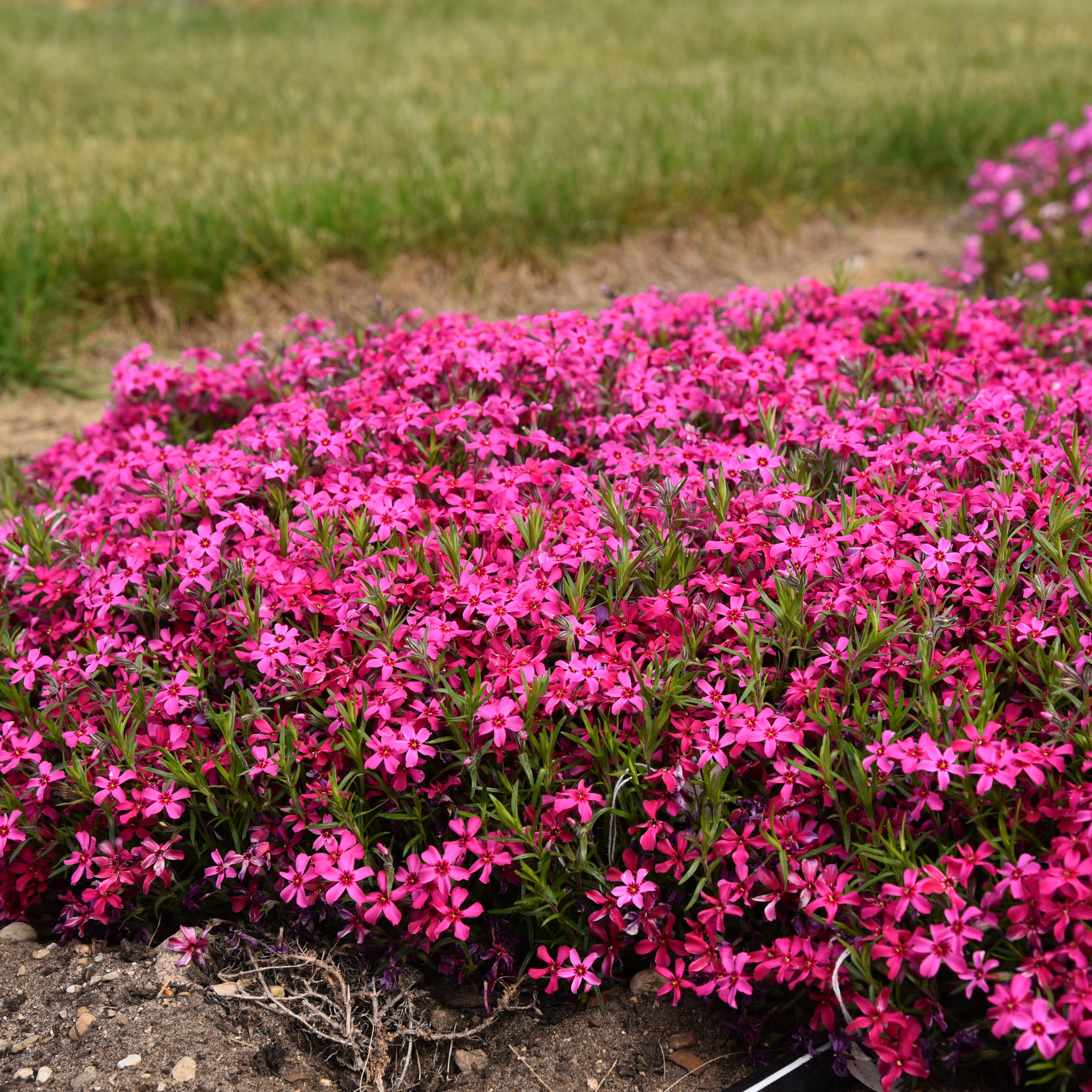 Phlox subulata Red Wing - Creeping Phlox – New Blooms Nursery