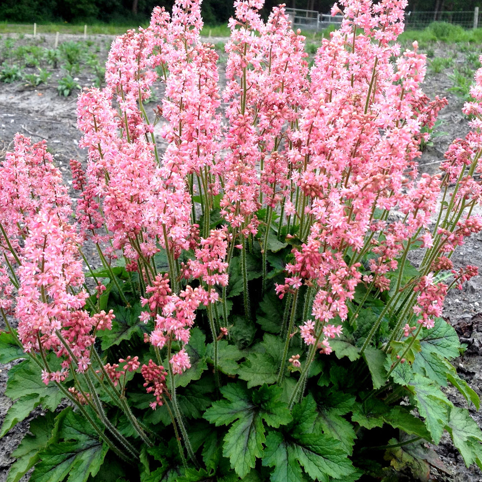 Heucherella Pink Revolution - Foamy Bells