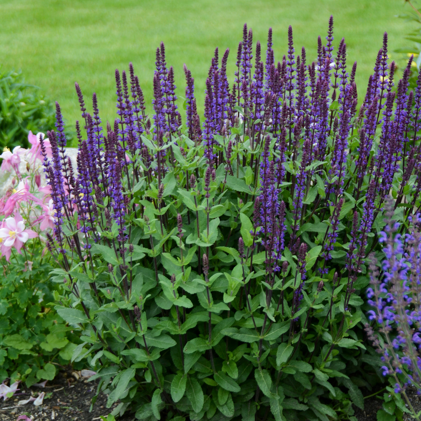 Salvia nemorosa 'Caradonna' | 1 gallon