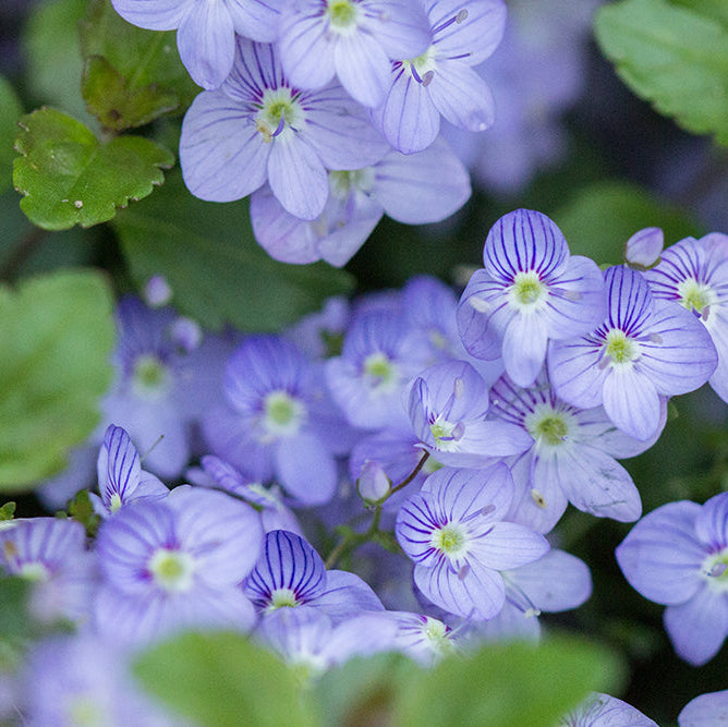 Waterperry Blue Veronica - Creeping Speedwell