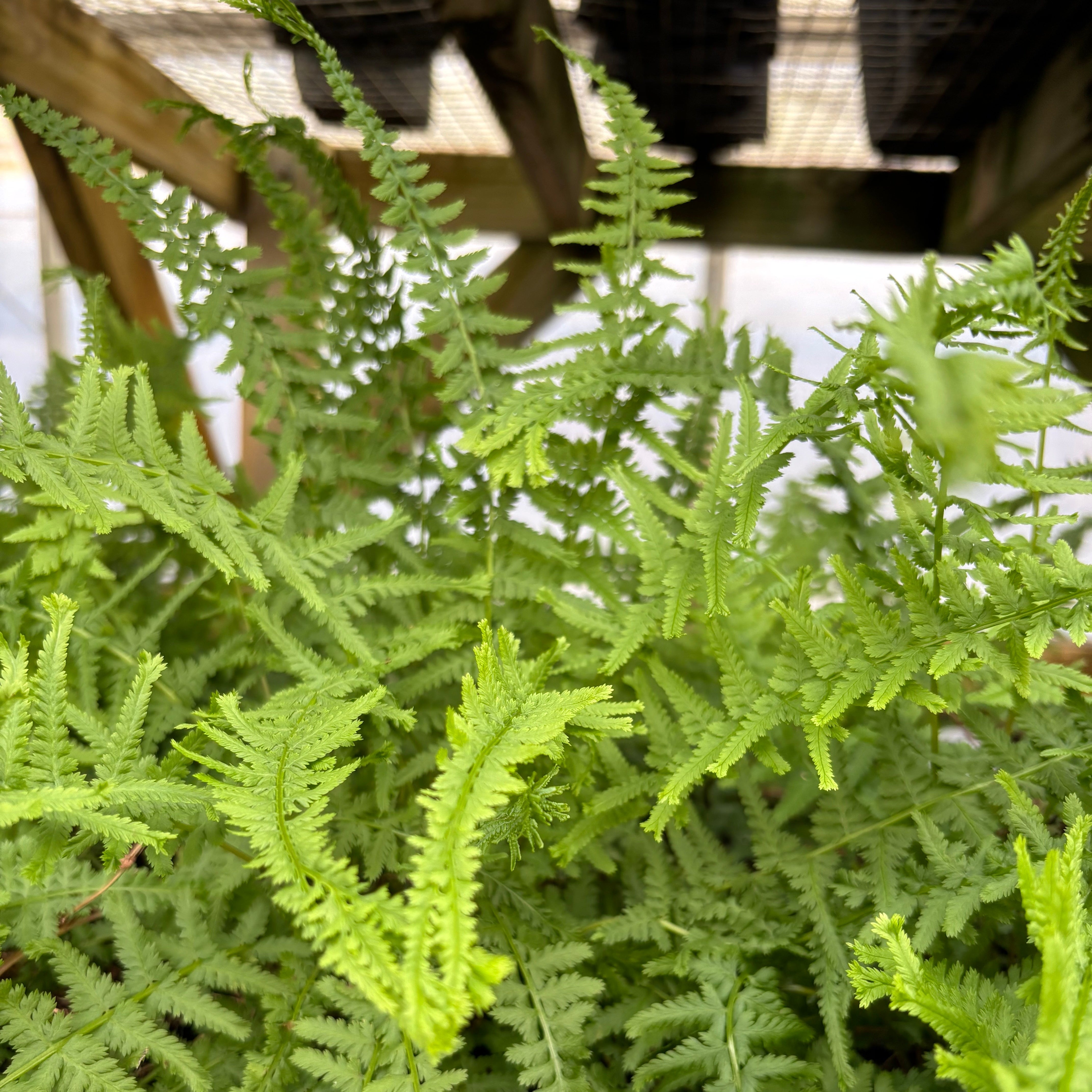 Athyrium 'Victoriae'