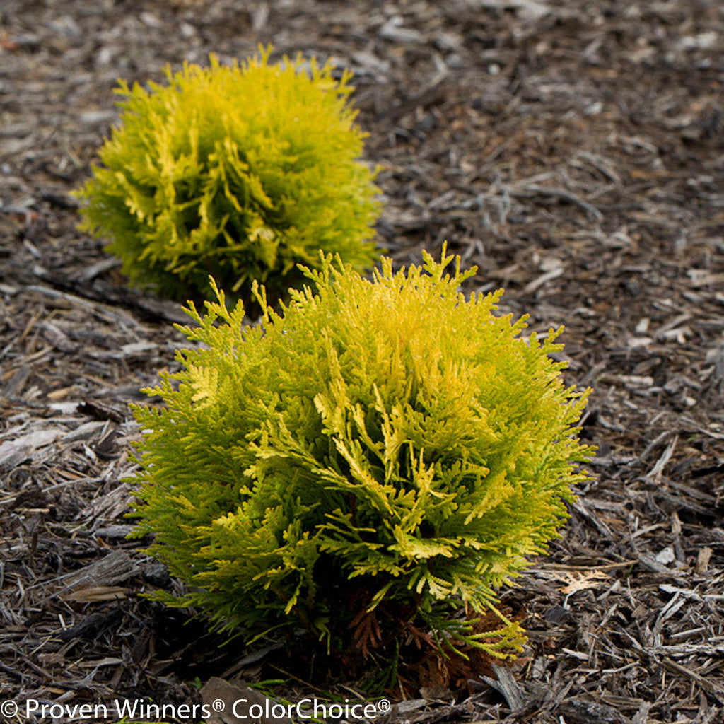 150㎝パインツリー JOA-148 Anna's Magic Ball® Arborvitae - Thuja – New Blooms Nursery
