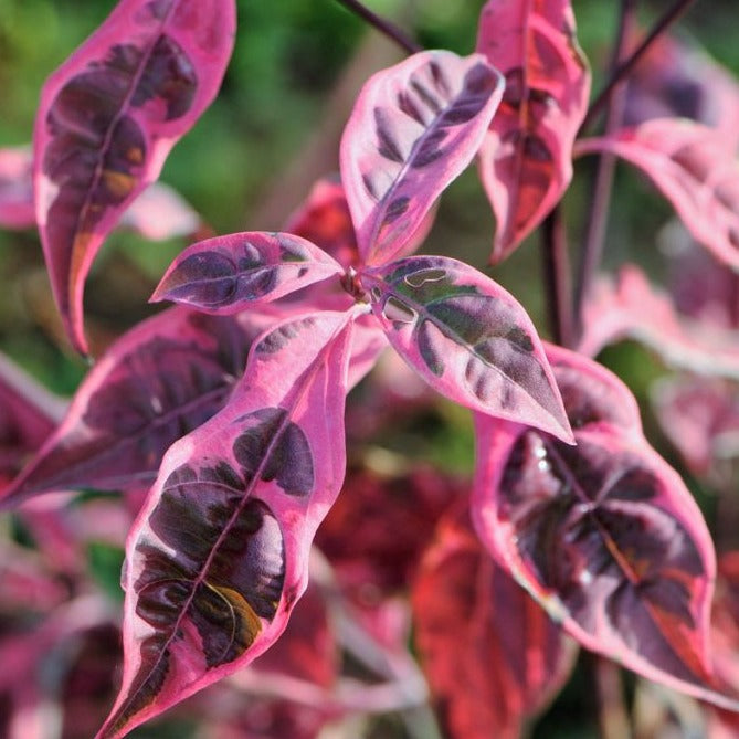 Variegated Stellar Pink® Dogwood Rutgan - Hybrid Pink Dogwood