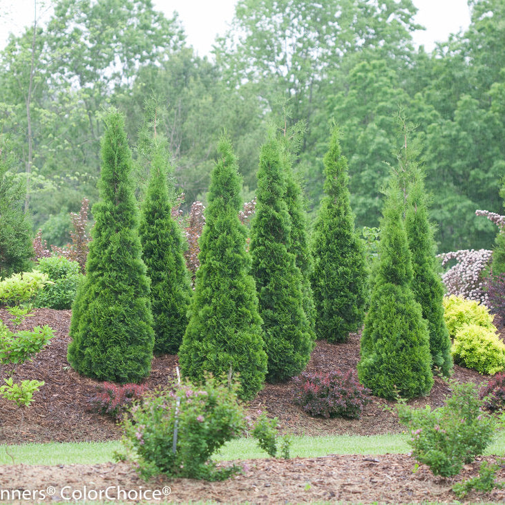 thuja cypress North Pole® Arborvitae