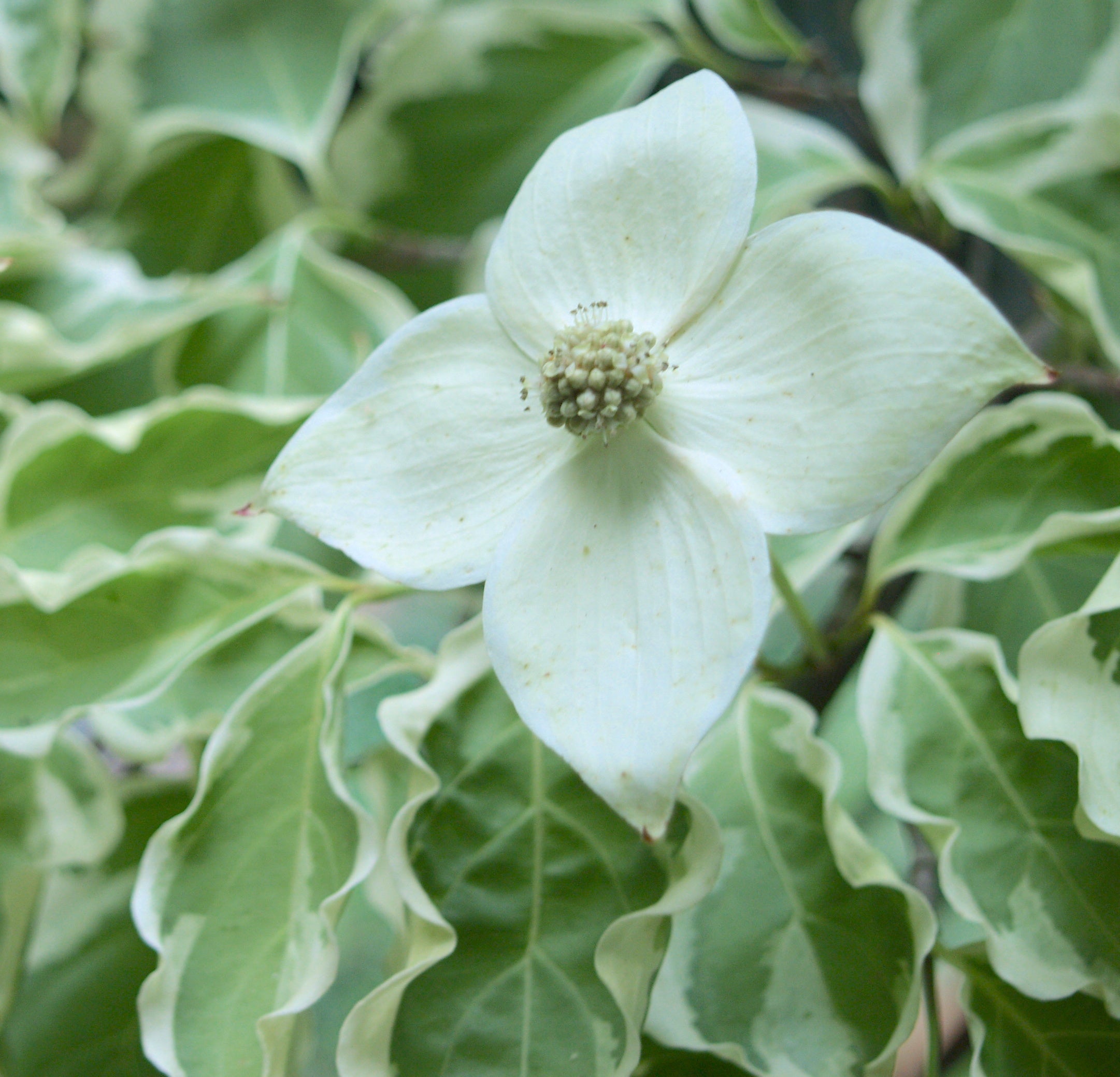 Samaritan® Kousa Dogwood – New Blooms Nursery