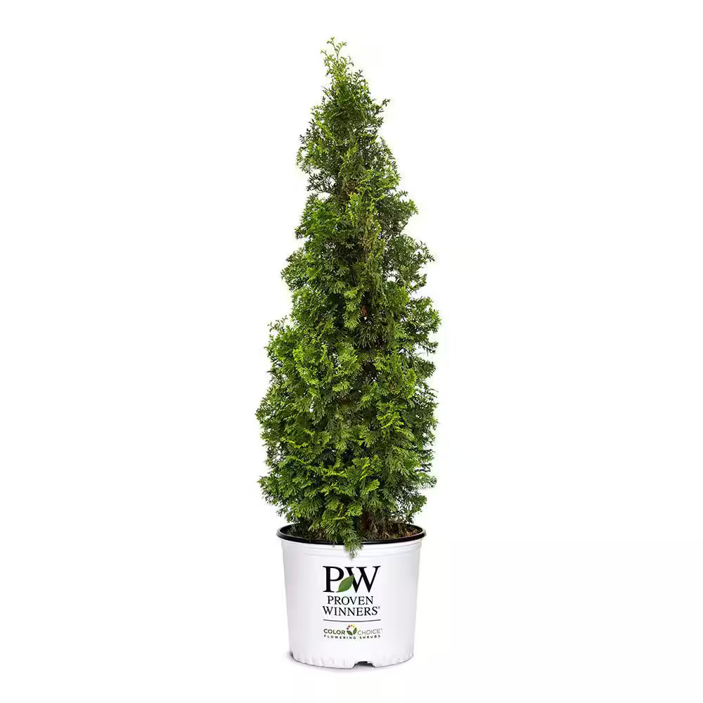 Sting® Arborvitae - Thuja – New Blooms Nursery