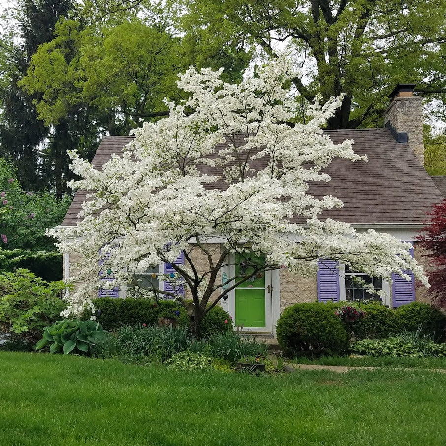 planting dogwood trees near house White Flowering Dogwood