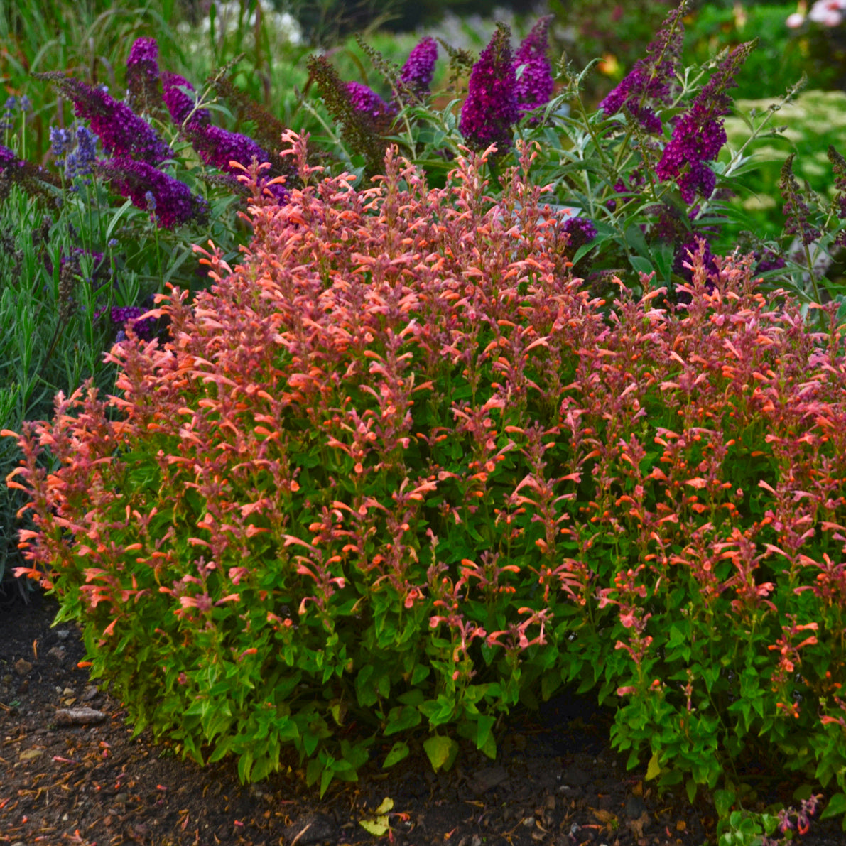 Agastache 'Mango Tango' - Anise Hyssop – New Blooms Nursery