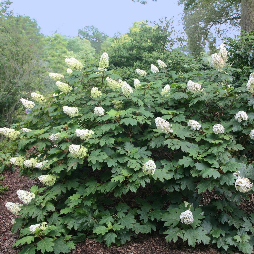 Hydrangea Quercifolia hydrangea-quercifolia