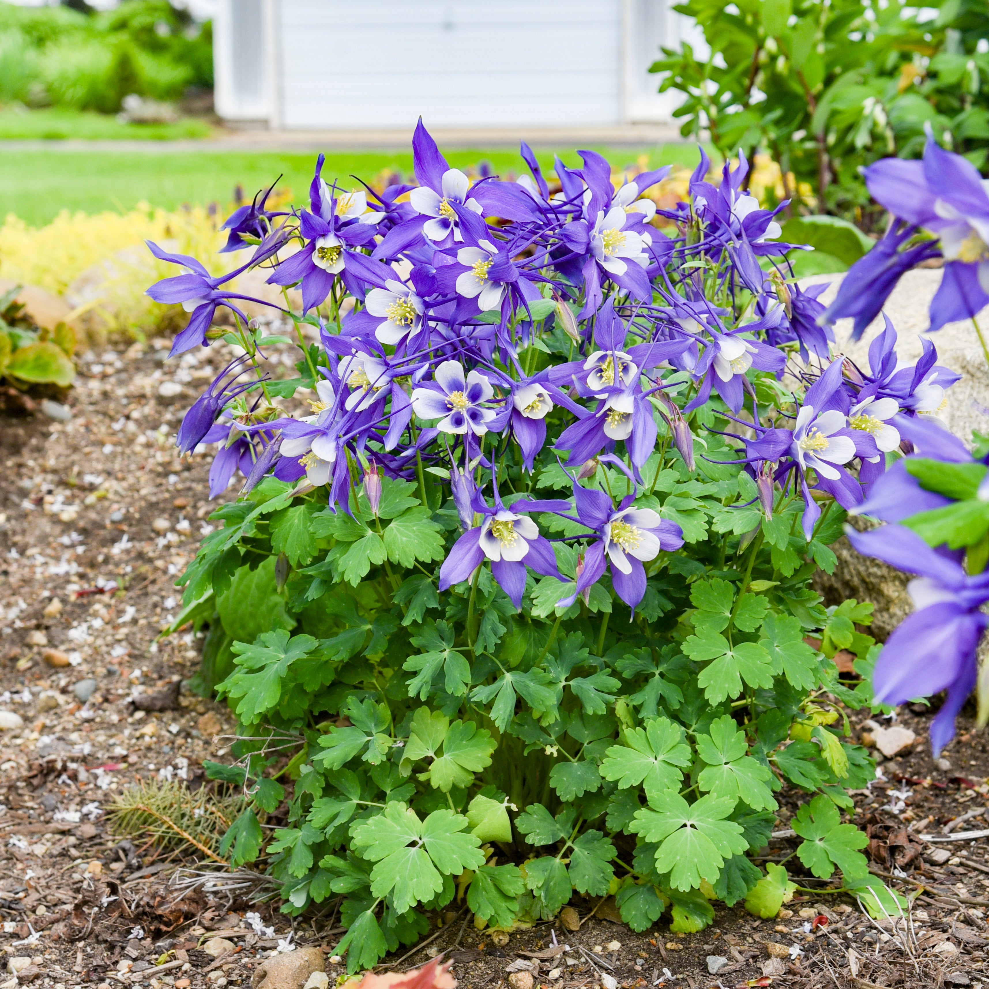 Aquilegia caerulea KIRIGAMI Deep Blue - Columbine – New Blooms Nursery