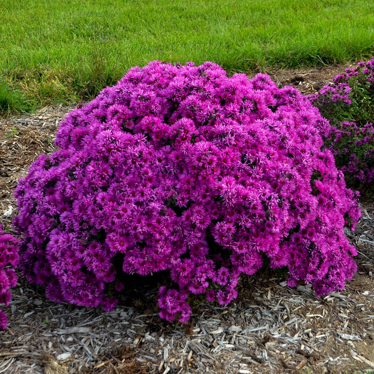 crush plants Aster novae-angliae 'Pink Crush'