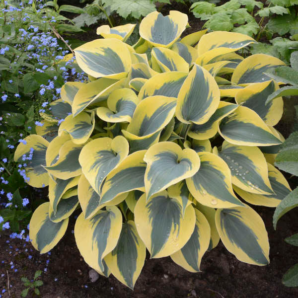 Shadowland Autumn Frost Hosta – New Blooms Nursery