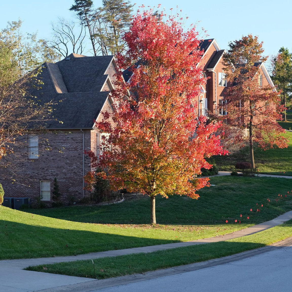 autumn blaze maple planting distance from house Autumn Blaze Red Maple