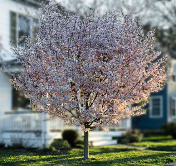 Autumn Cherry Tree - 'Autumnalis' – New Blooms Nursery