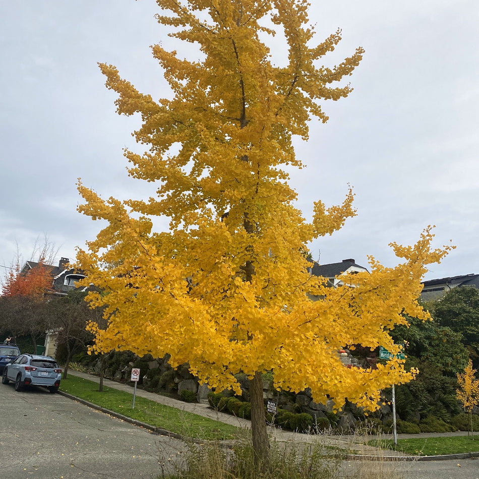 Autumn Gold Ginkgo Tree