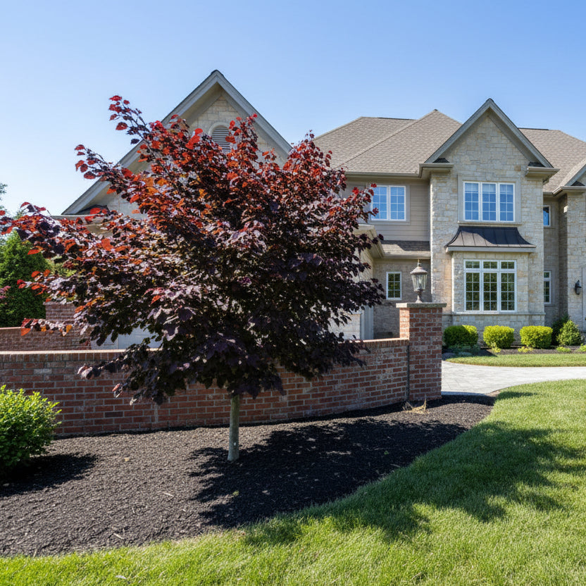 planting redbud tree near house Black Pearl Redbud