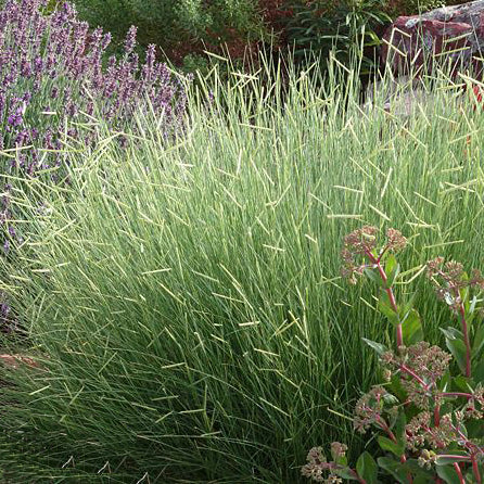 Blonde Ambition Blue Gama Grass – New Blooms Nursery