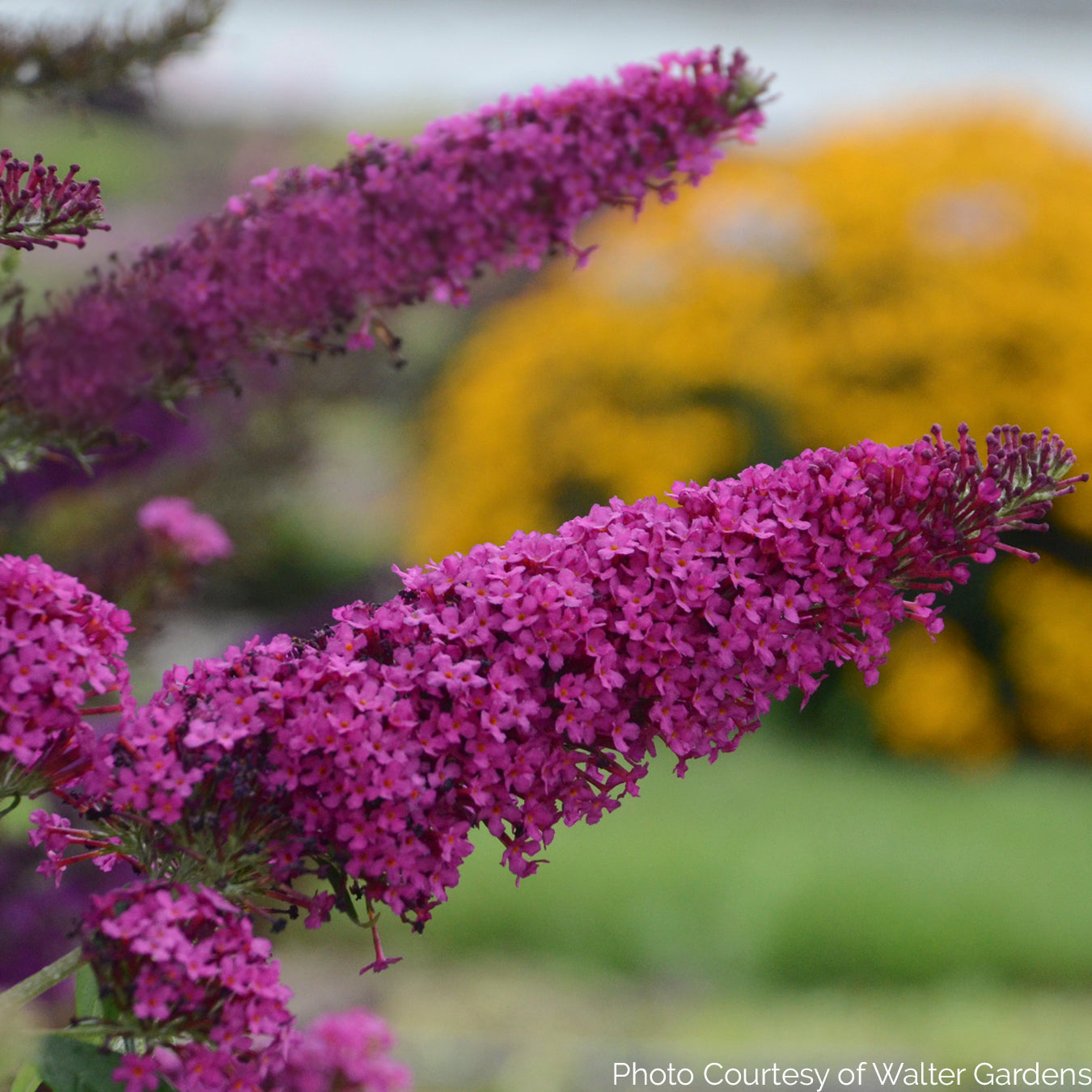 Buddleia ' Queen of Hearts' MONARCH® Collection – New Blooms Nursery
