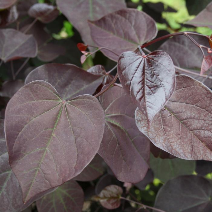 Burgundy Hearts Redbud