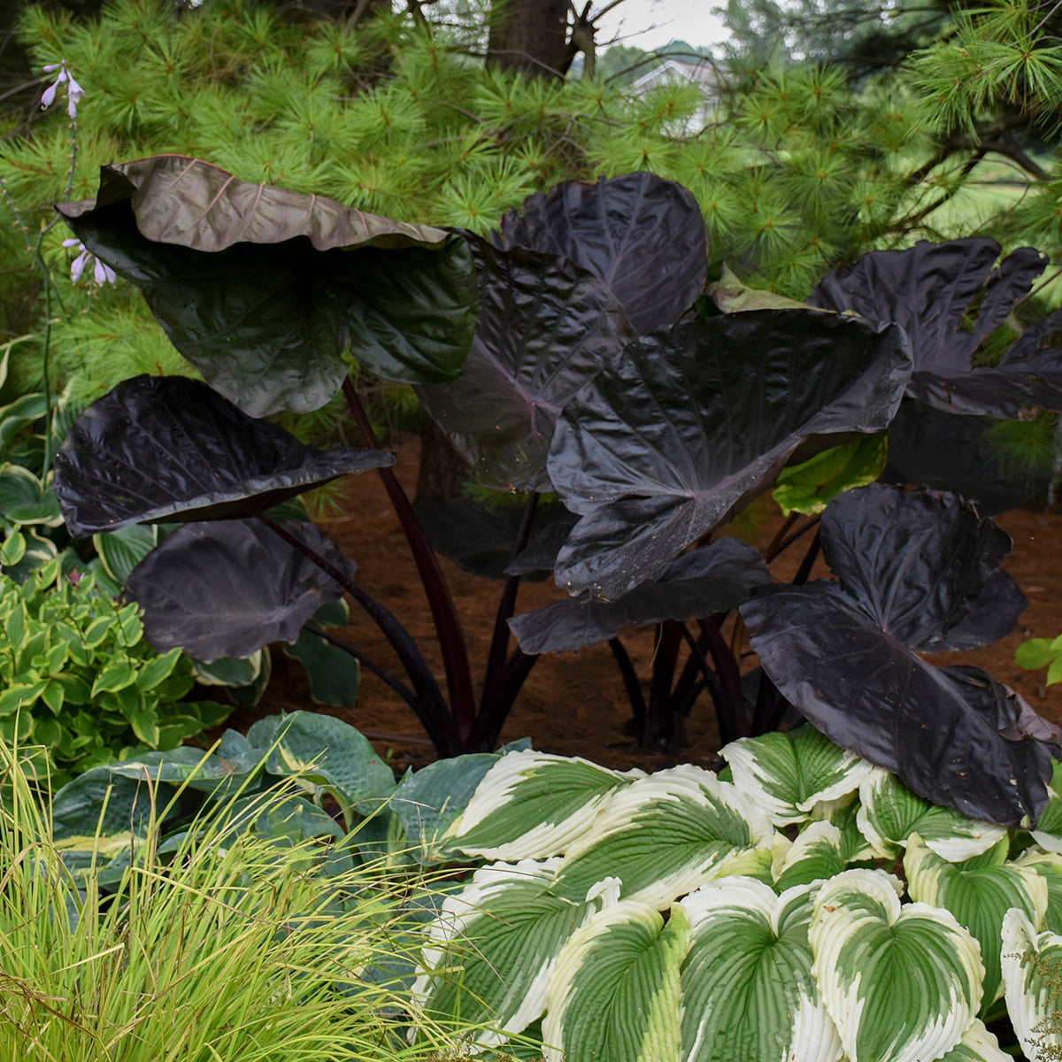 elephant ear plant spacing Colocasia Distant Memory