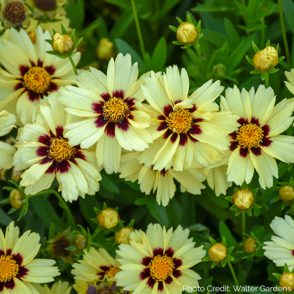 Coreopsis UPTICK™ Cream & Red - Tickseed