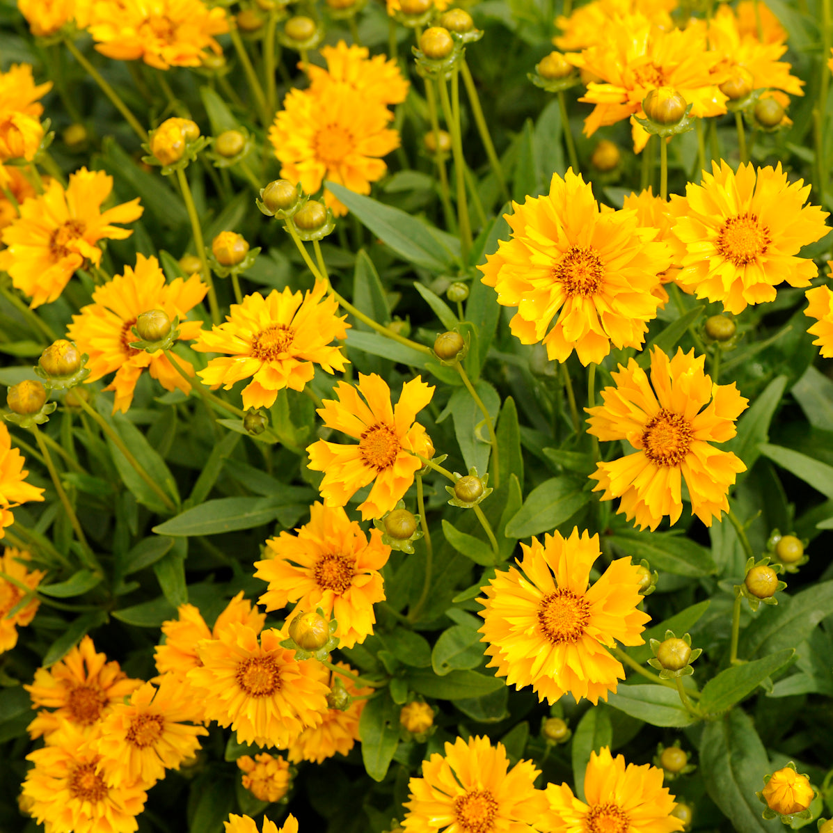 tick seed flower Coreopsis Jethro Tull