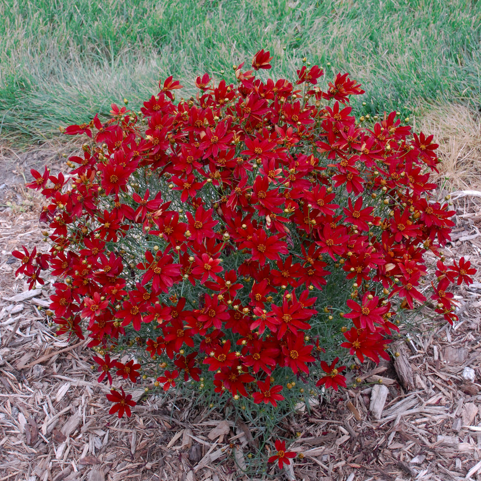 Coreopsis 'Hot Paprika' - Tickseed